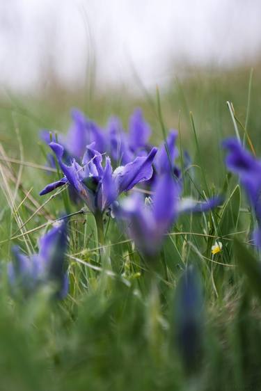 Print of Botanic Photography by Vitali Pikalevsky