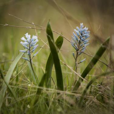 Blue flowers in the grass thumb