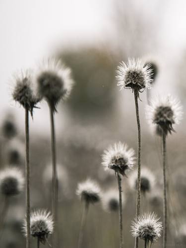 Dry Plants thumb