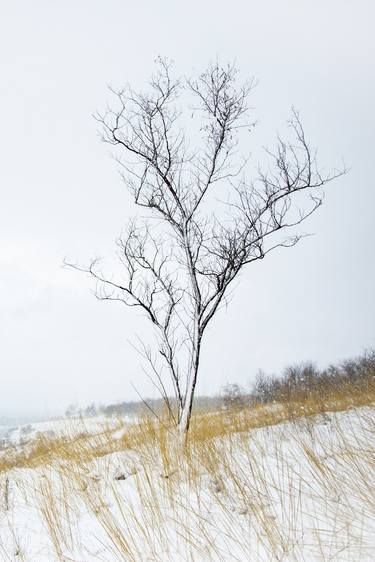 Print of Tree Photography by Vitali Pikalevsky