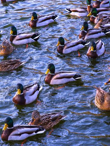 Ducks on the lake thumb