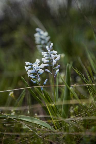 Print of Botanic Photography by Vitali Pikalevsky