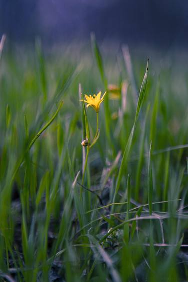 Print of Nature Photography by Vitali Pikalevsky