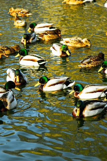 Ducks on the lake #2 thumb
