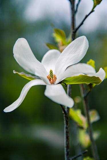 Print of Botanic Photography by Vitali Pikalevsky