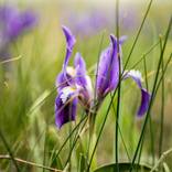 Iris Flower by Vitali Pikalevsky