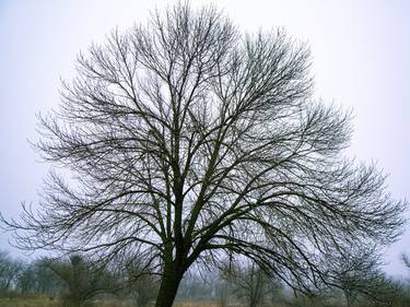 Print of Tree Photography by Vitali Pikalevsky