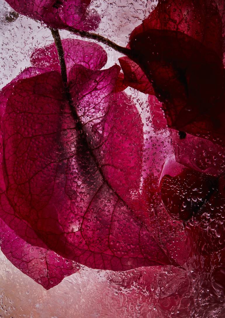 Print of Modern Floral Photography by Renee Tsironis