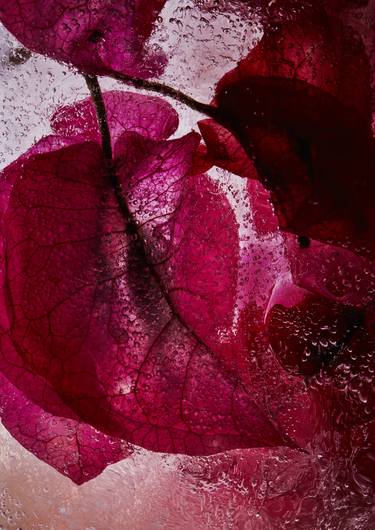 Original Floral Photography by Renee Tsironis