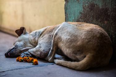 Print of Documentary Animal Photography by Matteo Vegetti