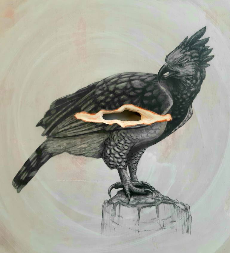 The Harpy Eagle Drawing by Tom Van Herrewege | Saatchi Art