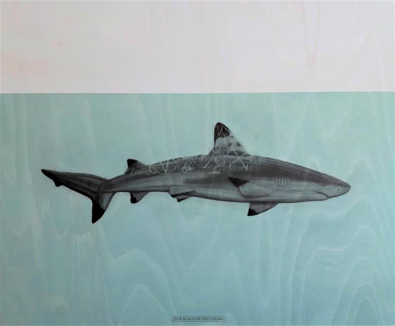 shortfin mako shark drawing