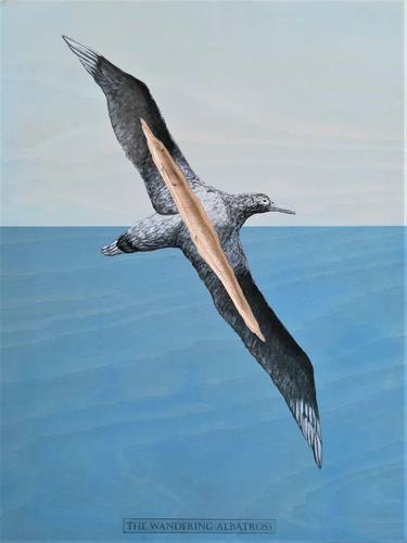 The Wandering Albatross thumb