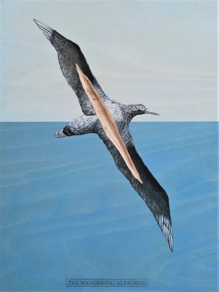 The Wandering Albatross Drawing by Tom Van Herrewege Saatchi Art