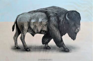 Original Animal Drawings by Tom Van Herrewege