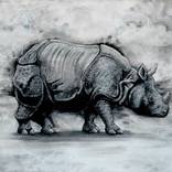 The Indian Rhinoceros by Tom Van Herrewege