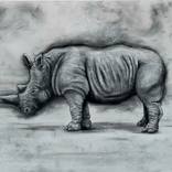 The Northern White Rhinoceros by Tom Van Herrewege