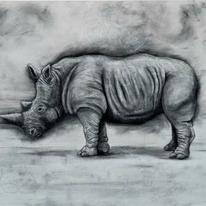 The Northern White Rhinoceros