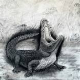 The Nile Crocodile by Tom Van Herrewege