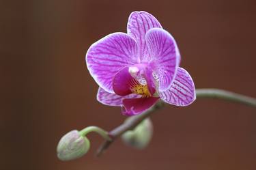 Orchid Flower thumb