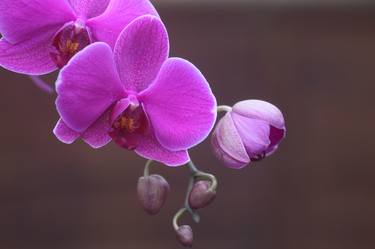 Phalaenopsis Orchid thumb
