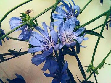 Blue Wildflowers thumb