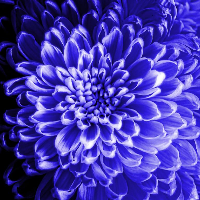 Blue Chrysanthemum - Print