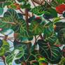 Seagrape Leaves