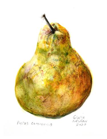 Pyrus communis (pear) thumb