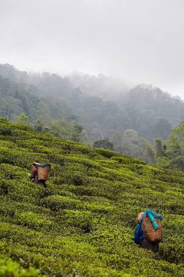 Tea Picking thumb