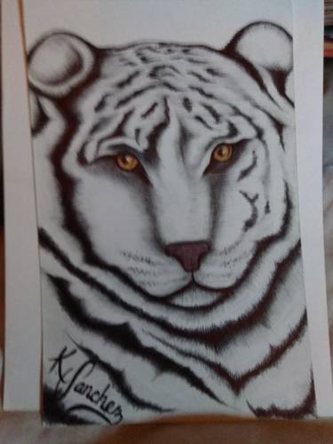 Print of Fine Art Animal Drawings by Kent Sanchez