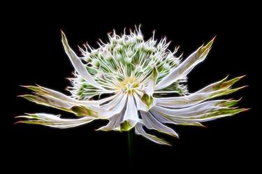 Original Abstract Botanic Photography by David Lothian