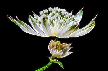 Original Abstract Floral Photography by David Lothian