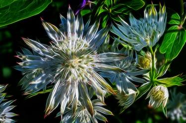 Original Floral Photography by David Lothian
