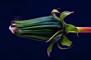 Print of Abstract Floral Photography by David Lothian