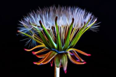Original Abstract Botanic Photography by David Lothian