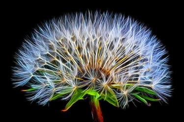 Original Abstract Botanic Photography by David Lothian