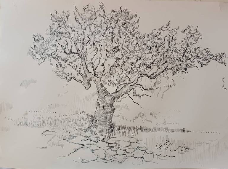 greek olive tree drawing