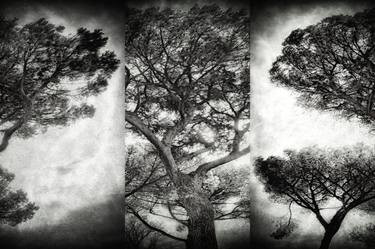 Original Fine Art Tree Photography by Beth Cummins