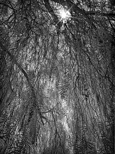 Print of Fine Art Tree Photography by Beth Cummins