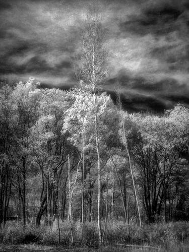 Original Tree Photography by Beth Cummins