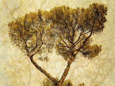 Original Expressionism Nature Photography by Beth Cummins