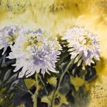 White chrysanthemums. Floral painting by Nadezhda Bogomolova