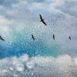 In Rainbows II by Robin Ward