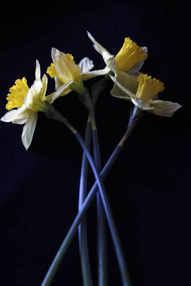 Four Daffodils thumb