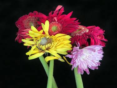 Zinnias thumb