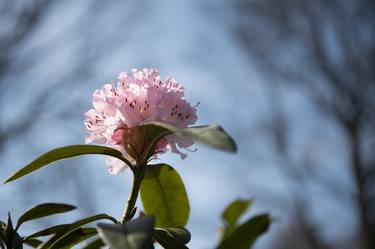 Print of Nature Photography by Dolfina Pieterson