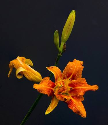 Original Digital Art Floral Photography by Glenn Nash