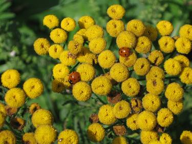 Ladybirds on Tansy thumb