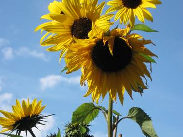 Sunflower in September thumb